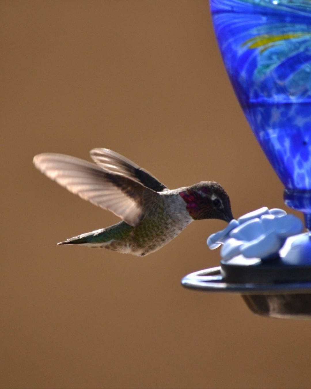 Hummingbird- Emily Antijunti